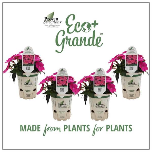 SunPatiens 4.25 in. Eco+Grande Compact Hot Pink SunPatiens Impatiens Outdoor Annual Live Plant with Pink Flowers (4-Pack)
