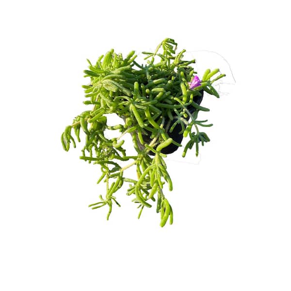 Cesicia 1-Piece Non-Fragrant Live Pink Ice Plant Planter Pet-Safe
