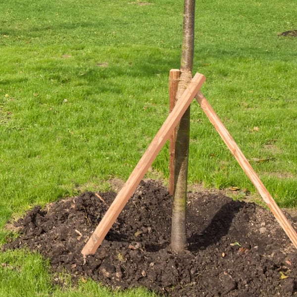 4 ft. Wood Tree Stake (6-Pack)