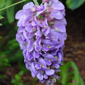 Wisteria Amethyst Falls 4 in. Potted Rocketliners Shrub (Set of 1 Plant)