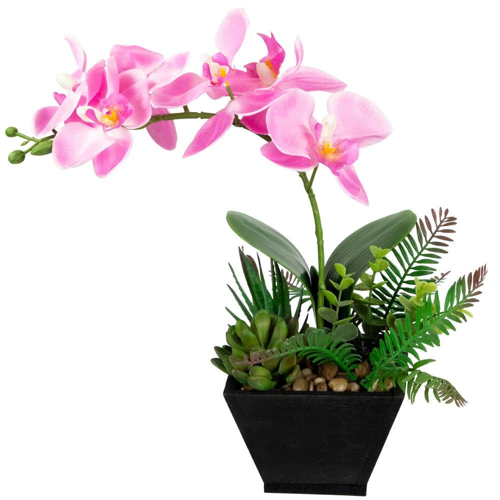 13" Potted White and Pink Orchid with Succulent Plants in Black Wooden Pot