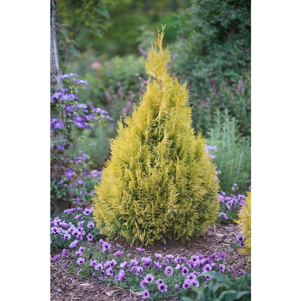 5-Foot Golden Thuja Plicata Evergreen Shrub