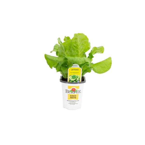 4.5 in. Pot Burpee Lettuce Plant (4 Plants)