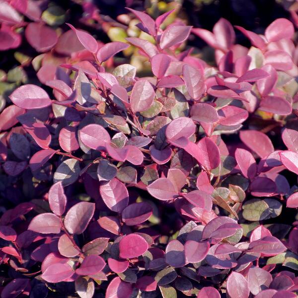 national PLANT NETWORK 1 gal. Loropetalum Daruma Chinese Fringe