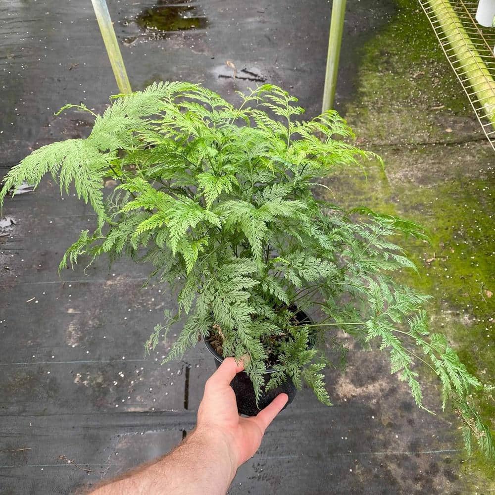 Deer Foot Fern-Live Plant in a 6 Inch Pot-Davallia-Rare and Exotic Ferns from Florida price history on PriceWatchPro