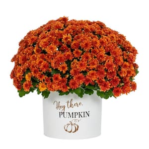 3 Qt. Live Orange Chrysanthemum (Mum) Plant for Fall Porch or Patio in Decorative Hey There Pumpkin Tin (1-Pack)