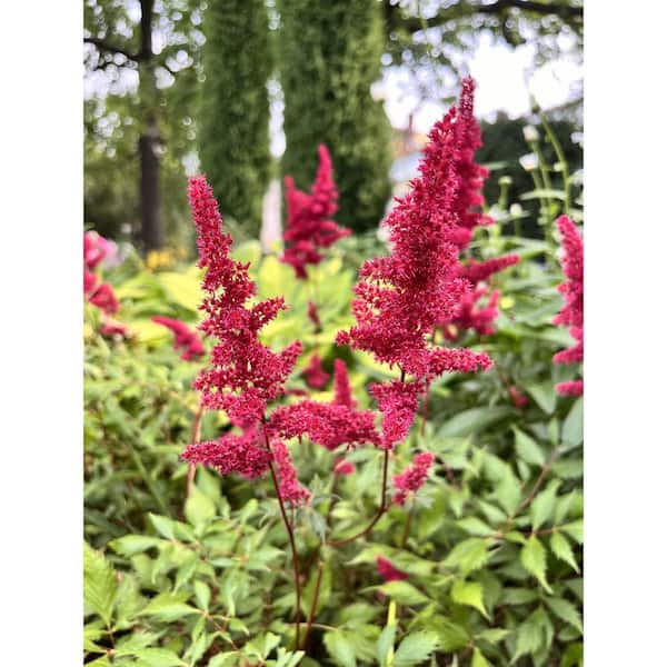 1 gal. Montgomery Astilbe Flowering Shrub (2-Pack) - Shade-Loving with Fiery Red Plumes