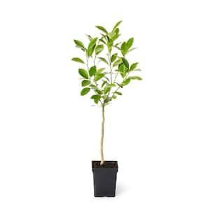 1 Qt. Persian Bearss Lime Tree