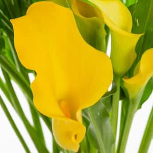 2.5 Qt. Captain Solo Calla Lily Perennial Plant with Yellow Flowers