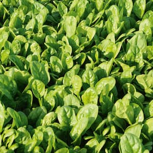Patton Hybrid Spinach Seed Tape, Includes 2 Seed Tapes Each 7.50 ft. L