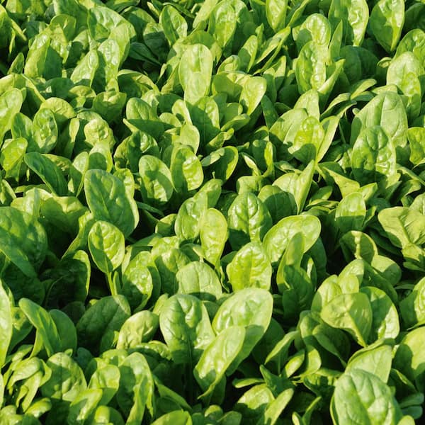 Gurney's Patton Hybrid Spinach Seed Tape, Includes 2 Seed Tapes Each 7.50 ft. L