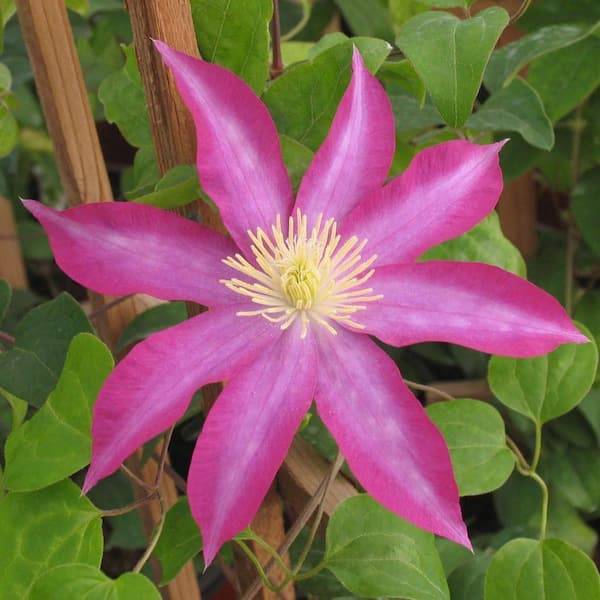 Clematis Pink Champagne-Live Plant in a 3.5 Inch Growers Pot-Beautiful Starter Flowering Vine Ready for the Garden