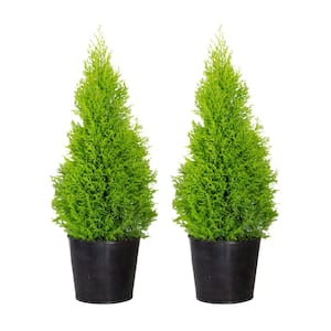 6 in. Container Lemon Cypress Tree with Tin Planter (2-Pack)