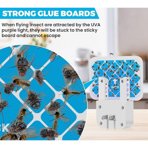 House Indoor Fruit Fly Traps Plug-In Light Flying Insect Trap Gnat