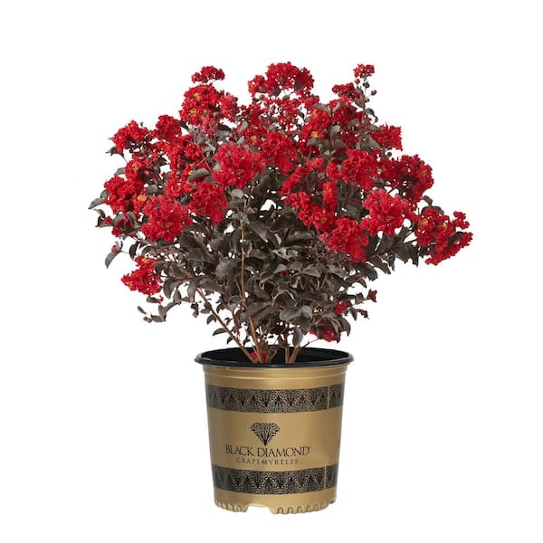 BLACK DIAMOND 7 Gal. Best Red Crape Myrtle Tree with Red Flowers
