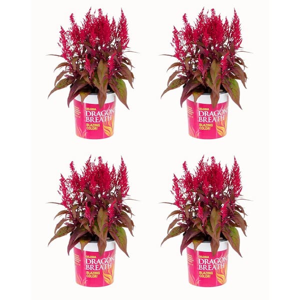 2.5 Qt. Vigoro Red Celosia Dragon's Breath Annual Plant (4-Pack)