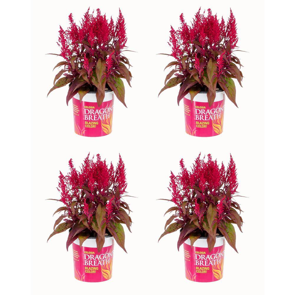 2.5 Qt. Vigoro Red Celosia  Annual Plant (4-Pack) price history on PriceWatchPro