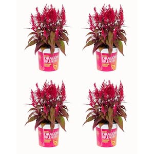 2.5 Qt. Vigoro Red Celosia Dragon's Breath Annual Plant (4-Pack)