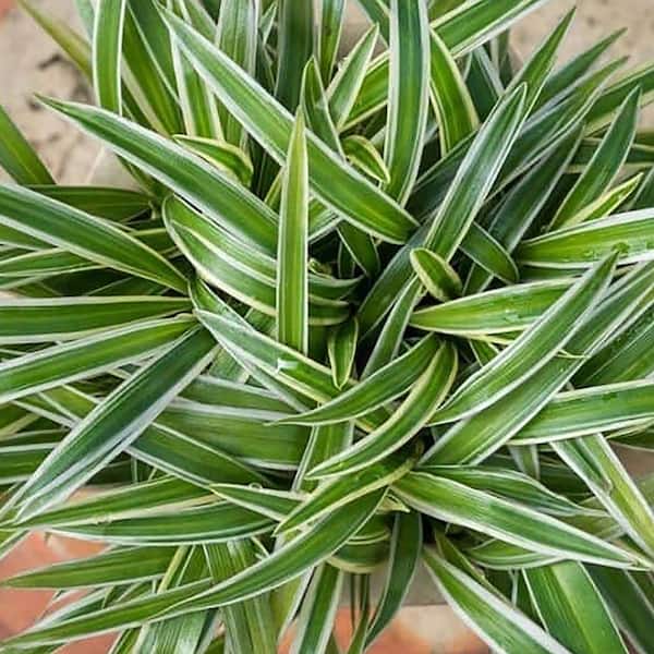 Spider Plant - The Mellow SF