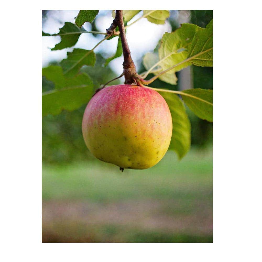 Southern Living 7 gal. Gala Apple Tree APPGAL07G - The Home