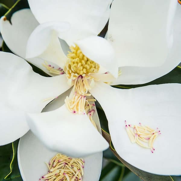 4-5 ft. Tall Little Gem Magnolia (2-Pack) THD00162 - The Home Depot