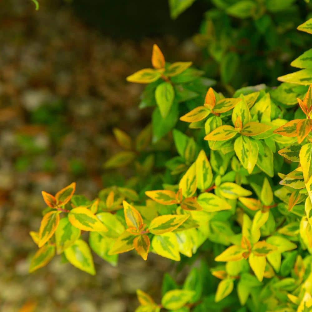 Southern Living Kaleidoscope Abelia 2-Gallon Evergreen Shrub