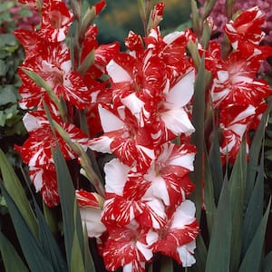 Gladiolus Large Flowering Zizanie (Set of 12 Bulbs)