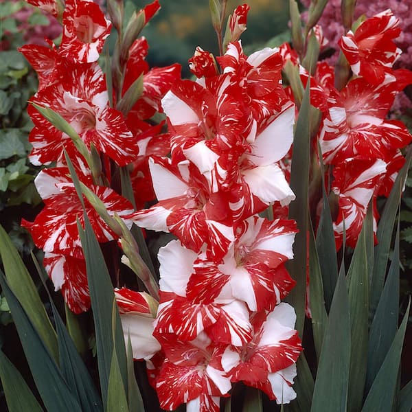 VAN ZYVERDEN Gladiolus Large Flowering Zizanie (Set of 12 Bulbs)