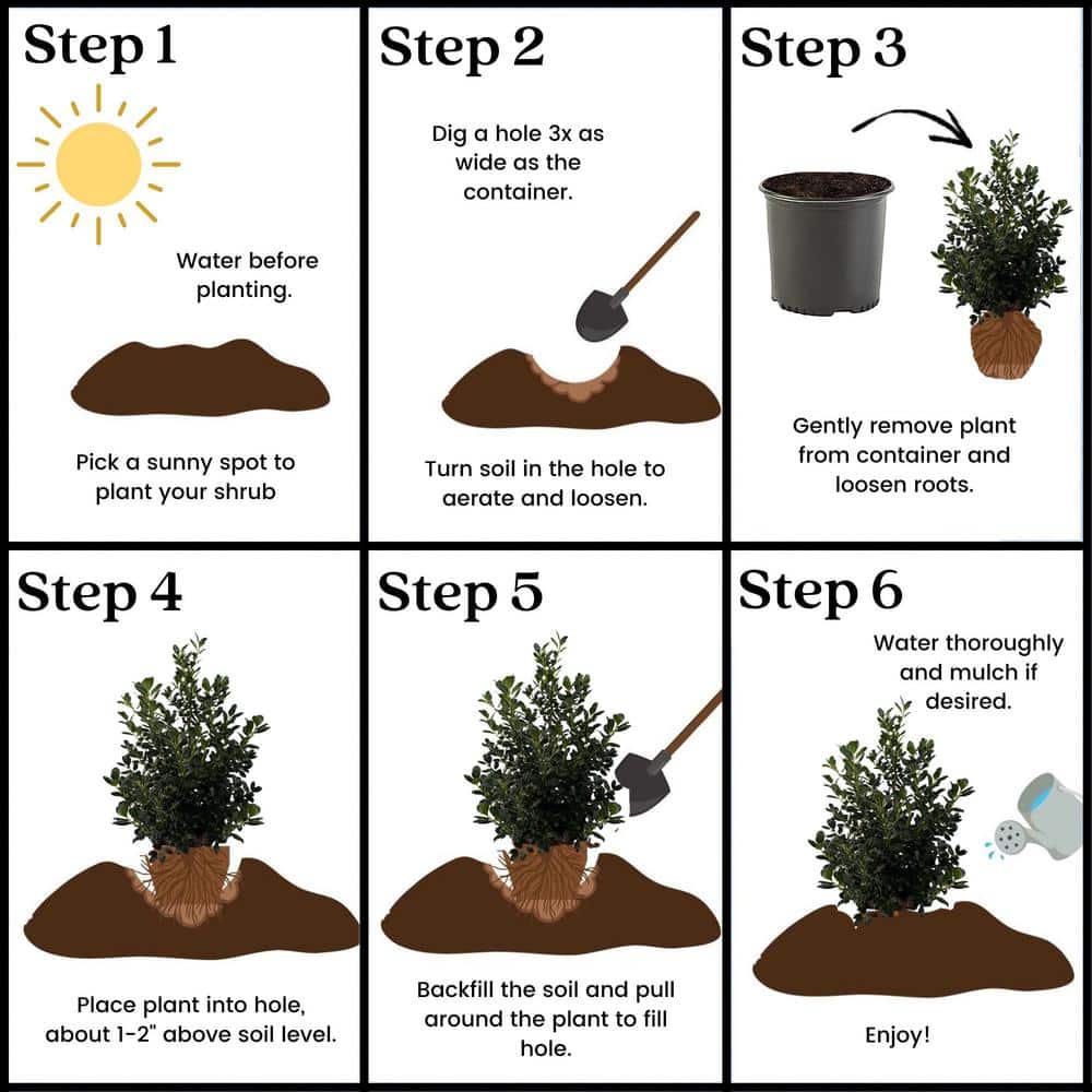 Nellie R. Stevens Holly 7-Gallon Evergreen Shrub