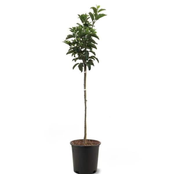 Southern Living 5 gal. Shizuka Apple Tree APPSHI05GSL - The Home Depot