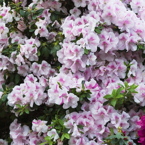national PLANT NETWORK 1 Gal. Encore Twist Azalea Plant with Purple and White Blooms
