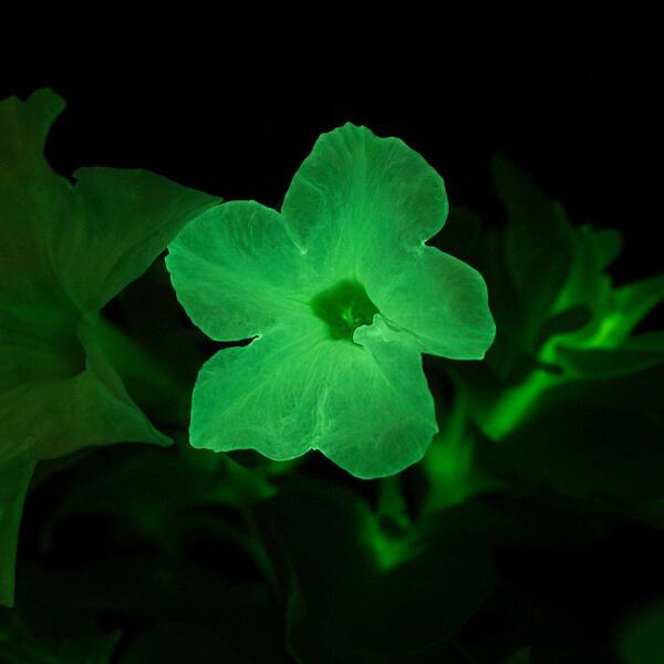 Costa Farms Firefly Petunia Live Outdoor Plant in 45mm Mesh Plug Avg. Shipping Height 5-6 in. Tall (3-Pack)