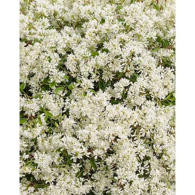 4.25 in. Grande Diamond Snow (Euphorbia) Live Plant, White Double Flowers (4-Pack)