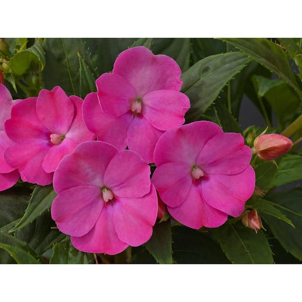 1 Qt. Compact Lilac SunPatiens Impatiens Outdoor Annual Plant with Bright Purple Flowers
