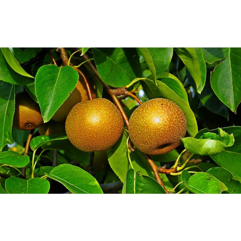 Online Orchards Dwarf Hosui Asian Pear Tree Bare Root FTAS001