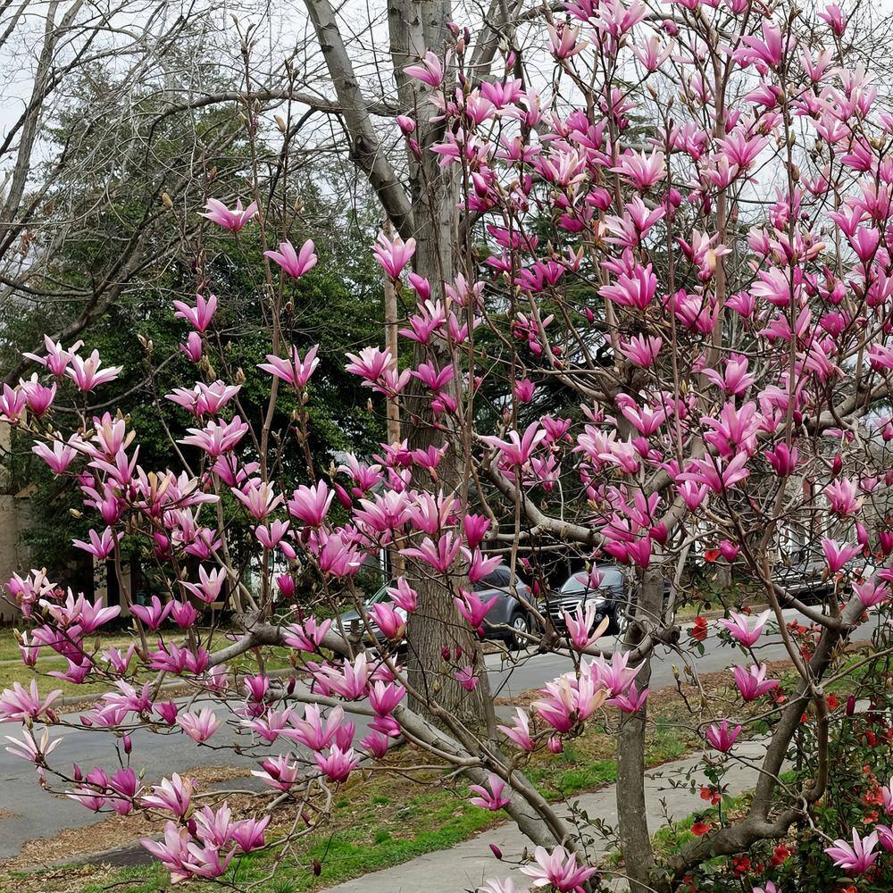 2-Gallon Potted Galaxy Magnolia Tree with Dark Red Flowers