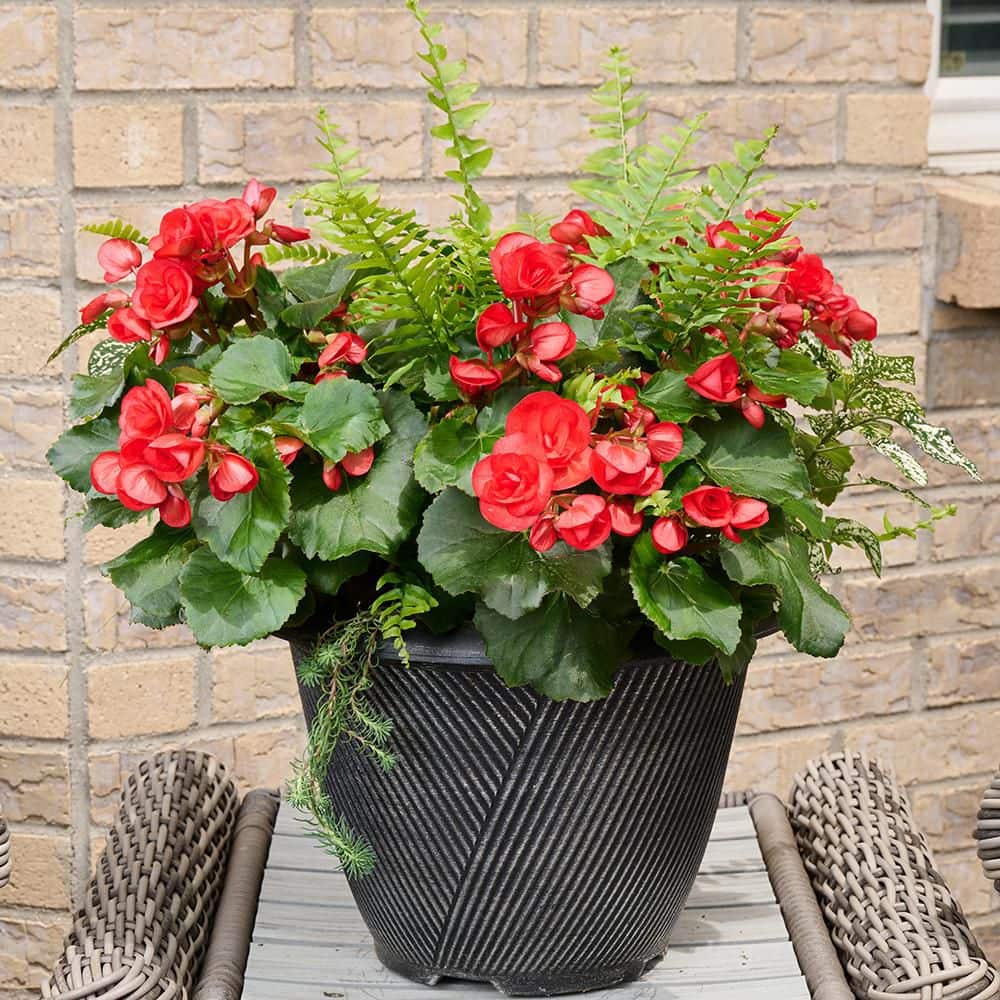 Bella Vita 13 in. Begonia Patio Container Red Radiance Easy-Care