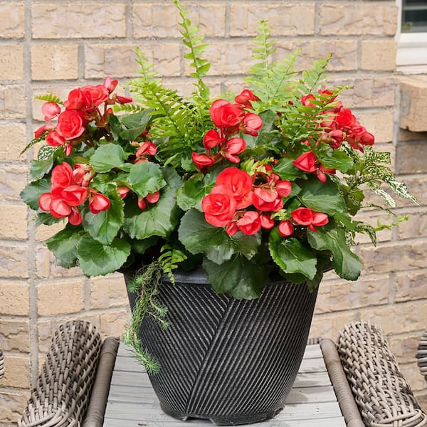 anthurium avium Anthurium 'Livium' – The Plant Lady SF main image 0