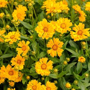 Yellow Coreopsis Jethro Tull (Tickseed) Blooming Outdoor Garden Annual Plant in 2.5 qt. Grower Pot