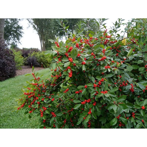 2 Gal. Berry Heavy Winterberry Holly (Ilex Verticillata)