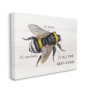 "Anatomy of Honey Bee Pun Charming Bee's Knees" by Daphne Polselli Unframed Animal Canvas Wall Art Print 30 in. x 40 in.