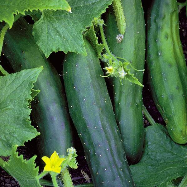 1 PC - Local English Cucumbers SPECIAL!