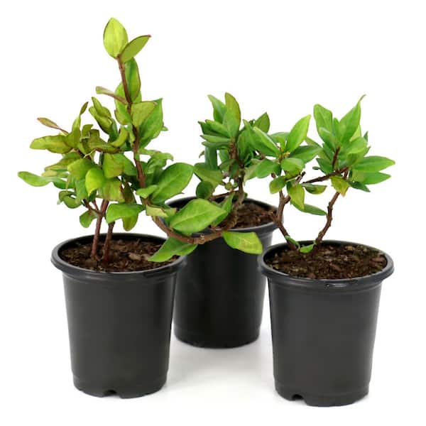 national PLANT NETWORK 4 in. Confederate Jasmine Plant (16-Pack