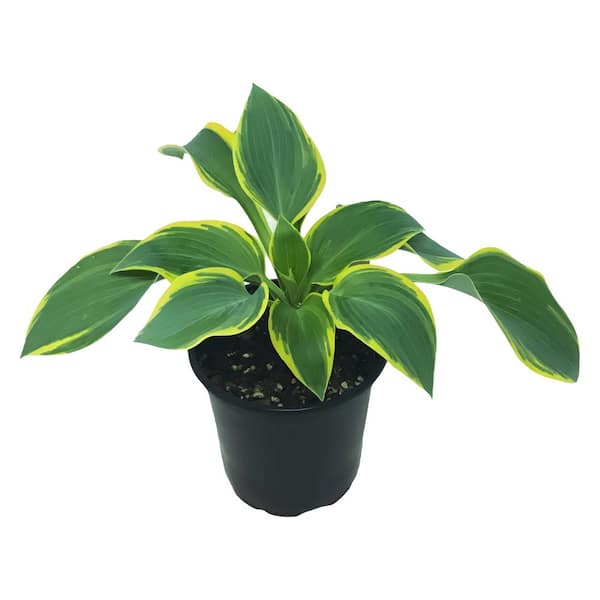 Perennial Hosta First Frost 2.5 Qt. - 2-Pack 1418 - The Home Depot