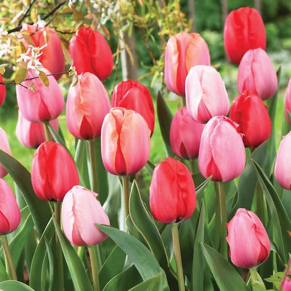 Van Bourgondien Impression Darwin Hybrid Tulip Bulbs Mixture (25-Pack)