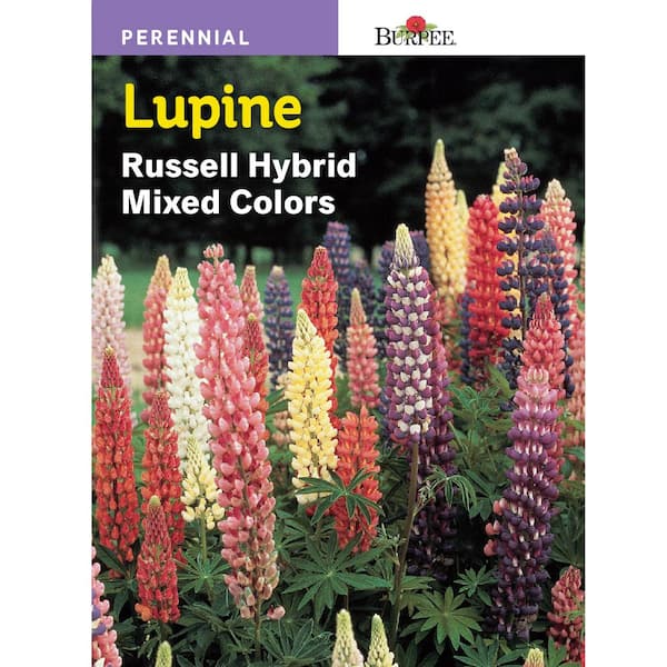 Burpee Lupine Russell Hybrid Mix