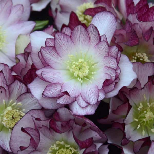 DIRECT GARDENING Wedding Party Multi-Color Double Flowering Lenten Rose Hellebore Mixture Perennial Starter Plant (1-Pack)