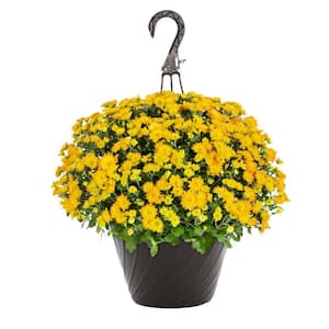 1.25 Gal. Yellow Mum Chrysanthemum Maristone Hanging Basket Perennial Plant (1-Pack)