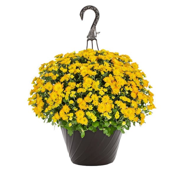 METROLINA GREENHOUSES 1.25 Gal. Yellow Mum Chrysanthemum Maristone Hanging Basket Perennial Plant (1-Pack)