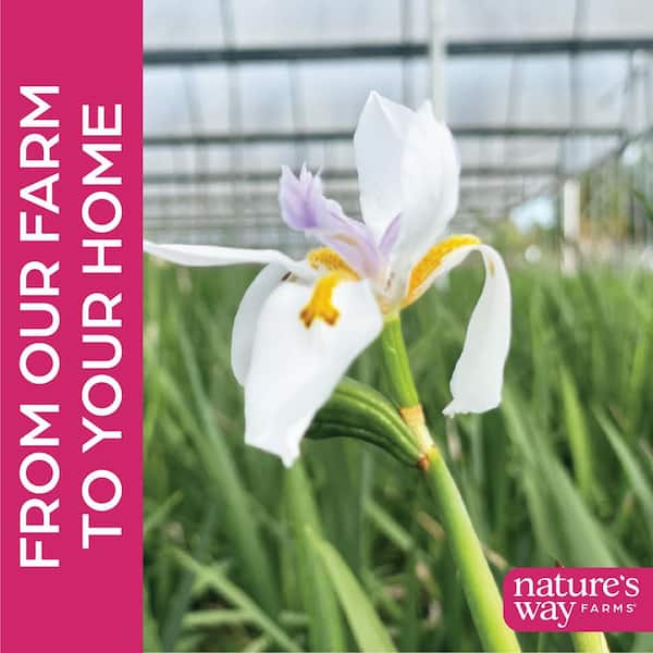 NATURE'S WAY FARMS 2 qt. White African Iris Flowering Perennial